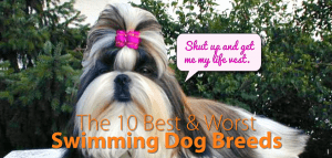 shih tzu with pink top knot