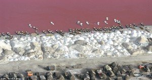 salt dunes on the shore of the pink Lake Retba