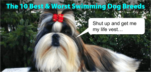 black and white shih tzu