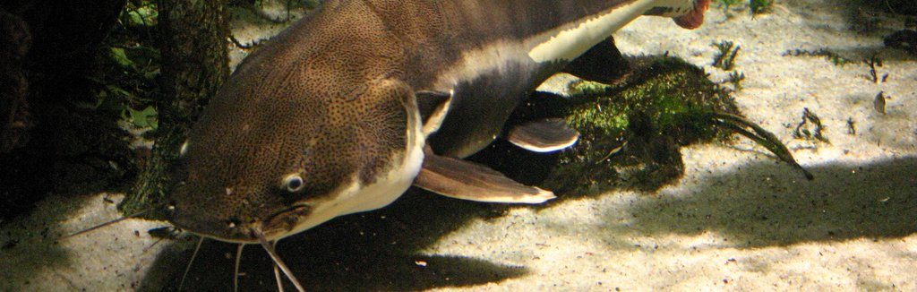 photo of a catfish swimming along the bottom of the lake