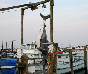 giant shark hanging up by it's tail