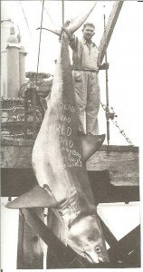 great white shark hanging up by its tail