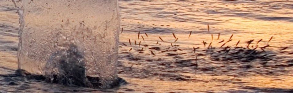 Fish Jumping out of the Water While the Sun Sets