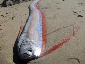giant oarfish washed up on beach